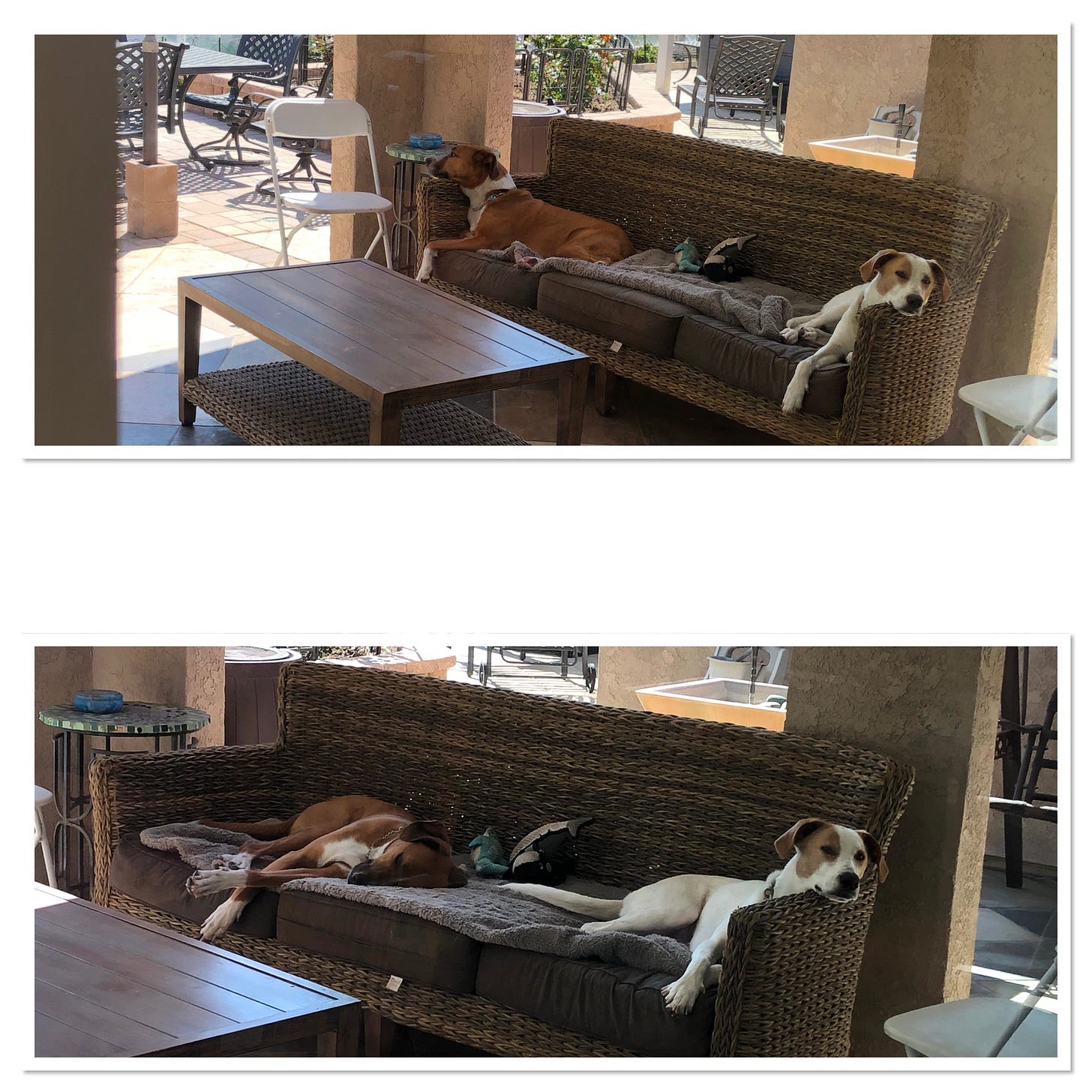 Two large lounging dogs, one white with tan markings, one chestnut with white markings.