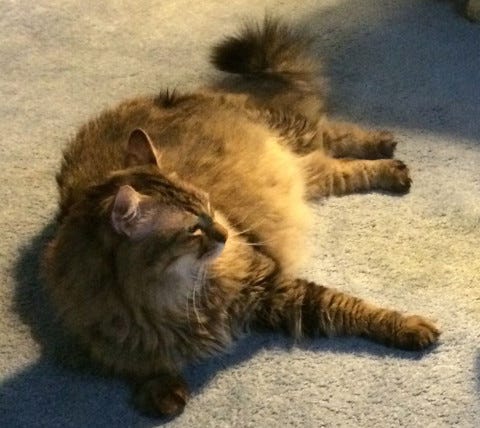 Chase_Left_Paw Chase_Left_Paw