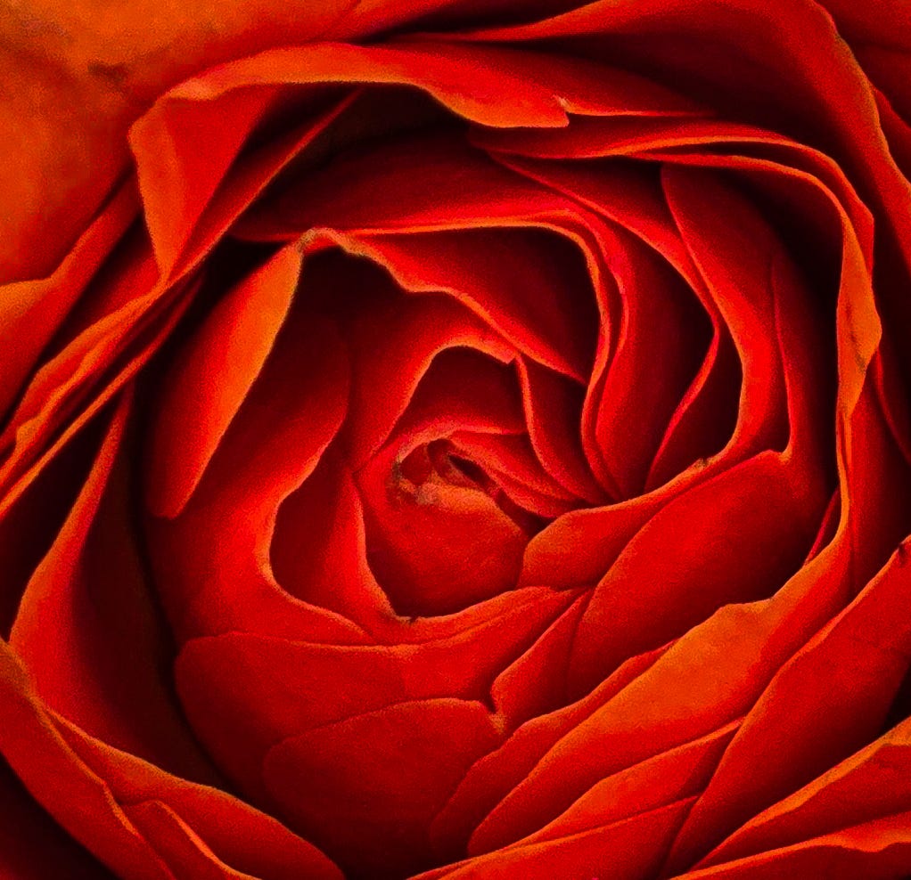 A red rose photograph captured and edited by Clifford Jones