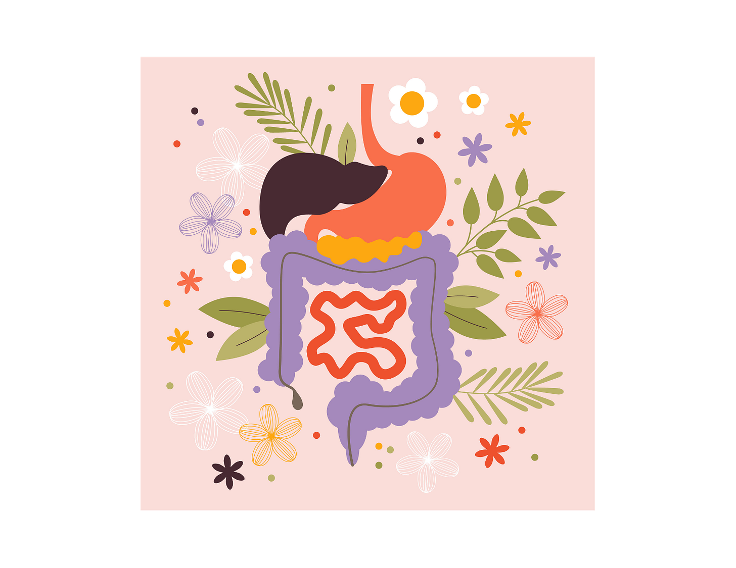 Your digestion is made to absorb nutrients