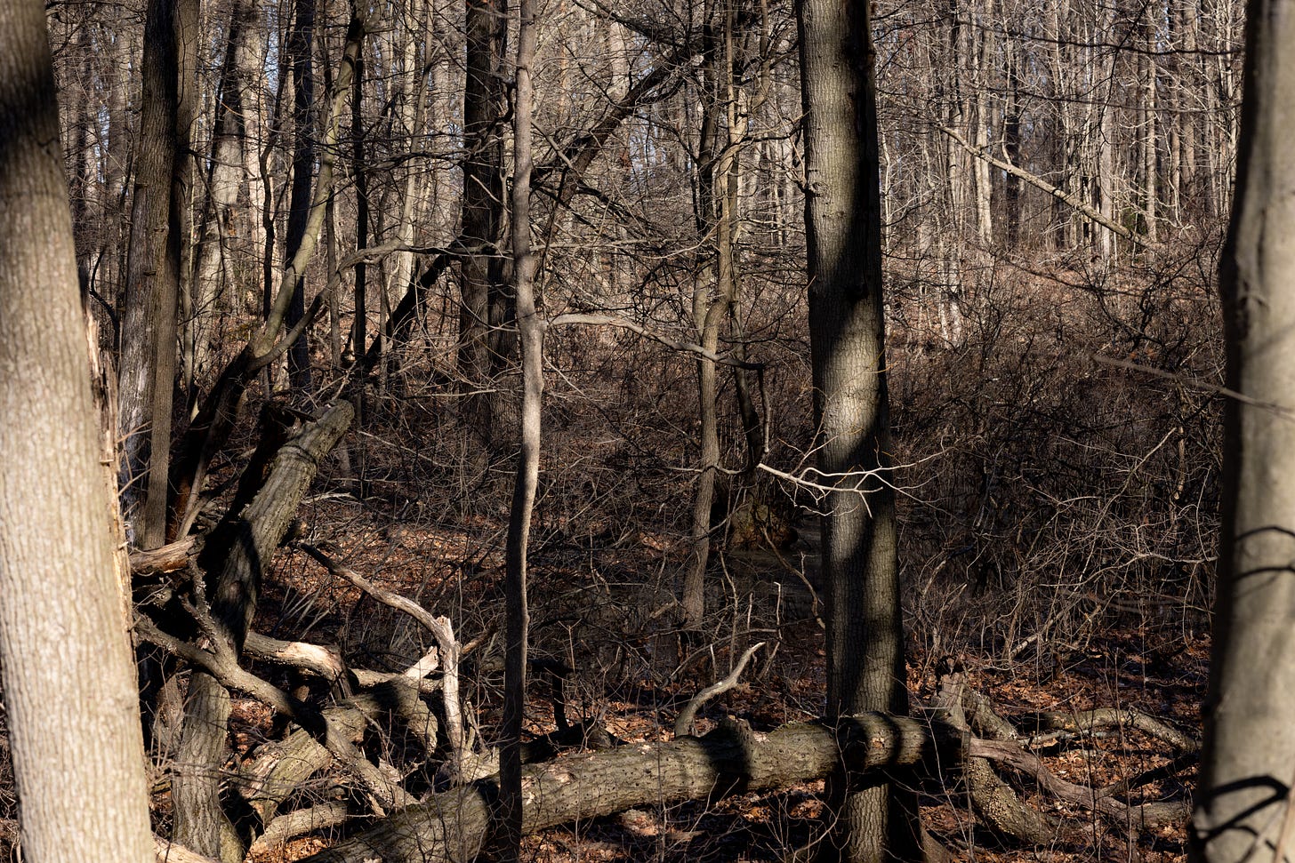 a wooded area in early spring, all brown, with some downed logs. in the middle is a damp area, almost like a puddle.