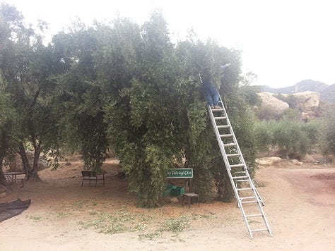 Ojai Olive Oil Company, Ojai, California