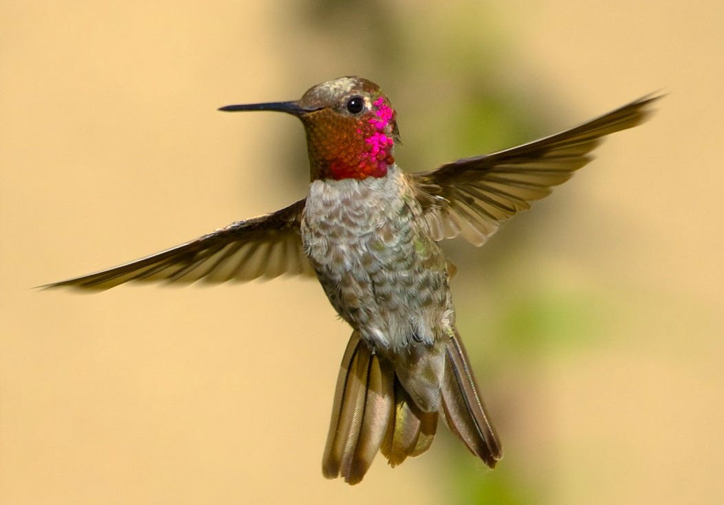 A hummingbird flying in the air with its wings spread