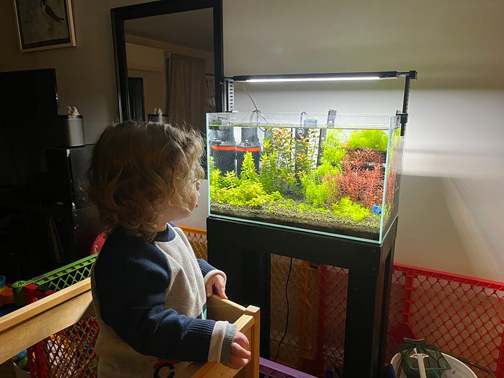 A blue betta swims in a planted fish tank while a toddler watches in awe.