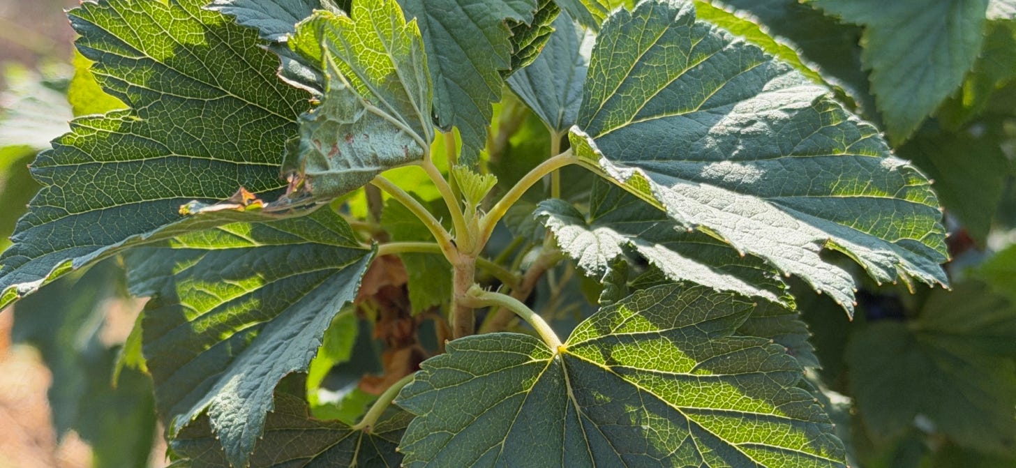 Fan-like dark green blackcurrant leaves on a bush