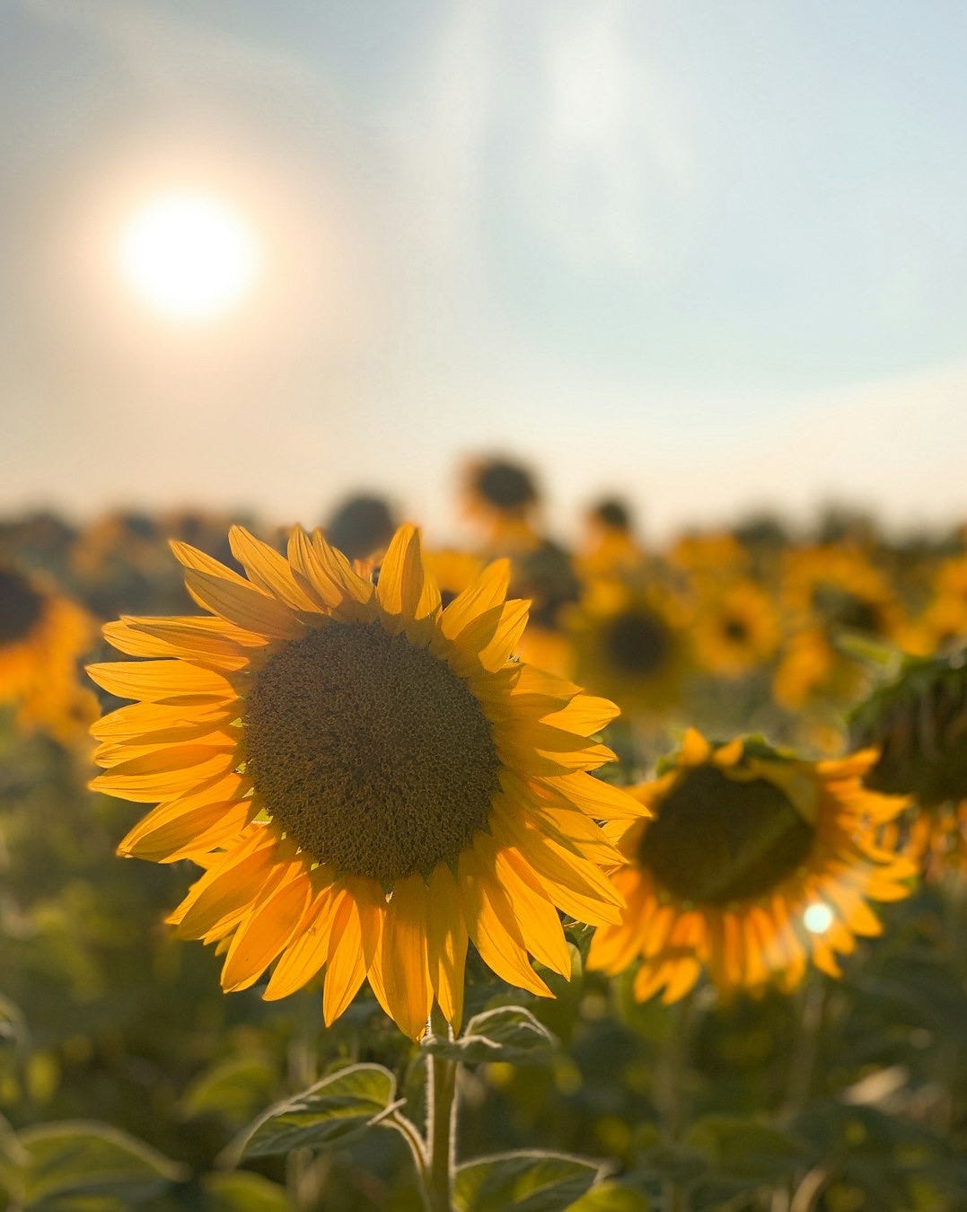 sunflower field under sunny sky sunflower field under sunny sky