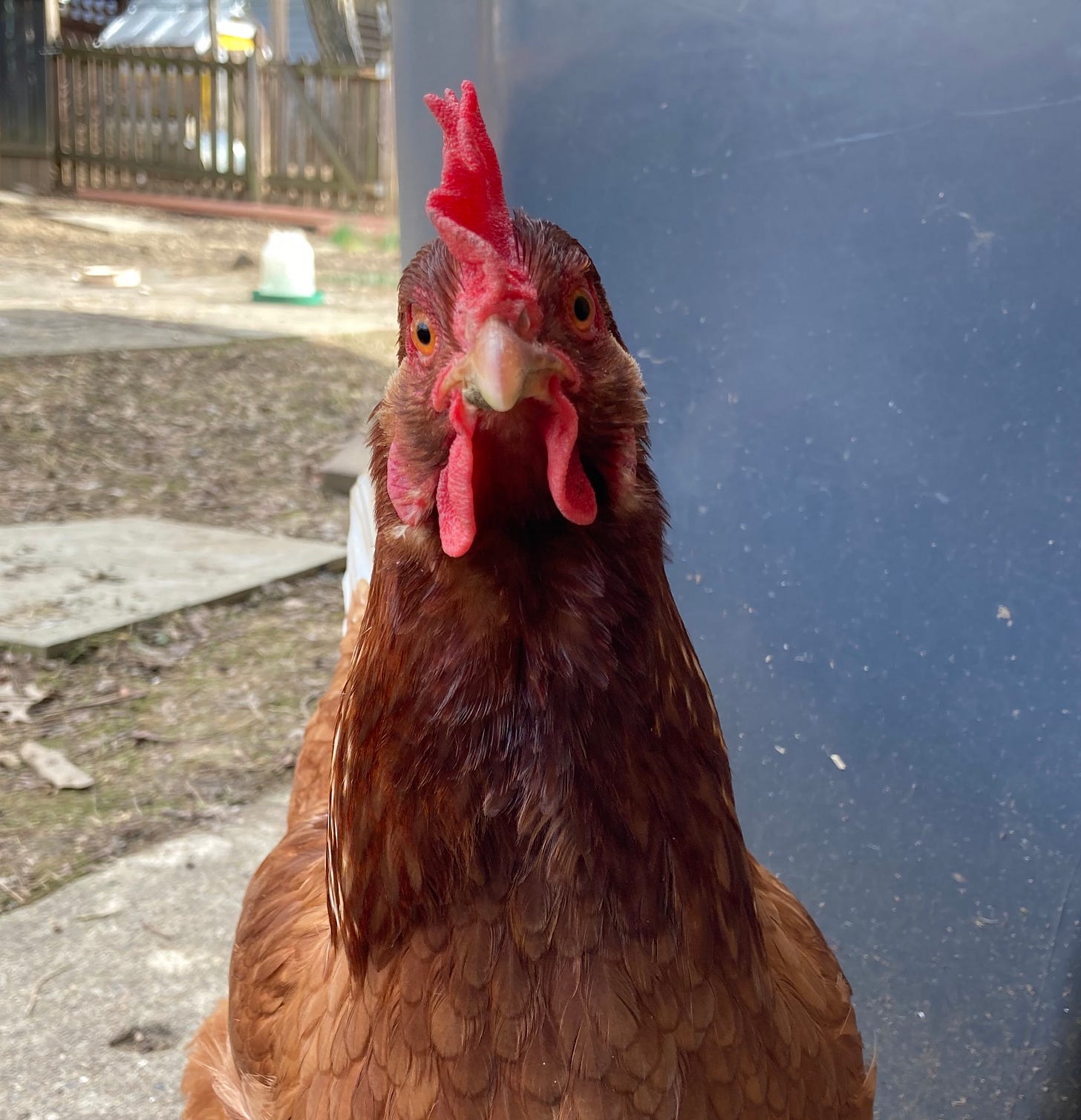 head shot of a dark orange chicken looking directly at the camera from in front of a blue trash can