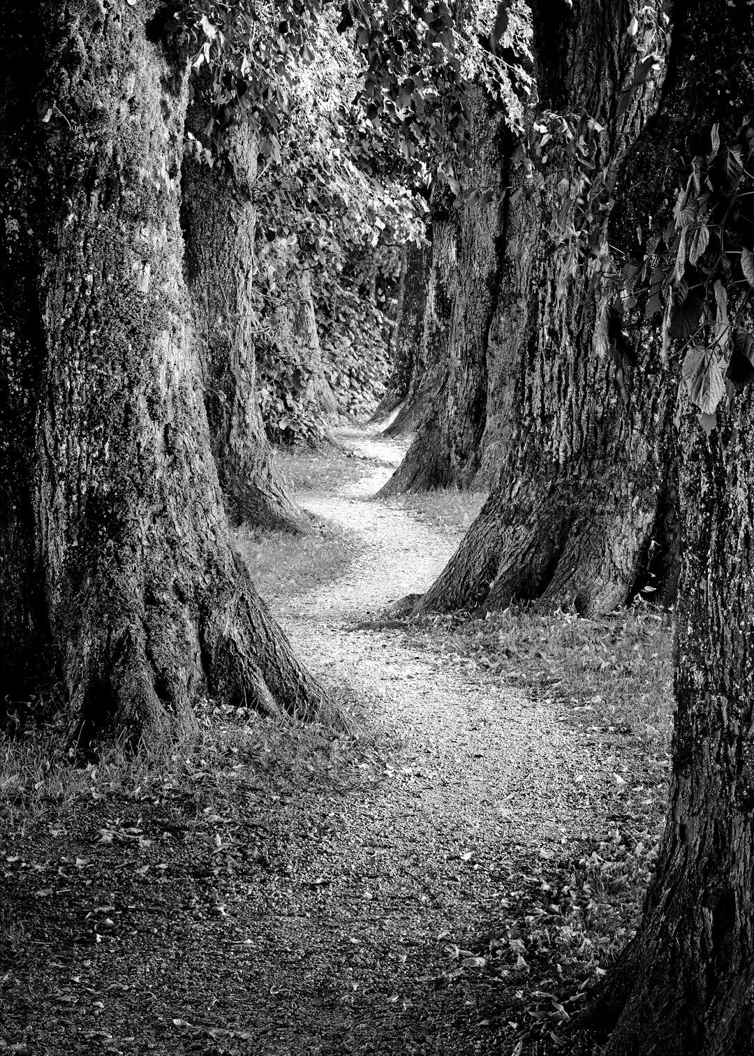 A winding gravel path between large mossy trees in warm golden light A winding gravel path between large mossy trees in warm golden light