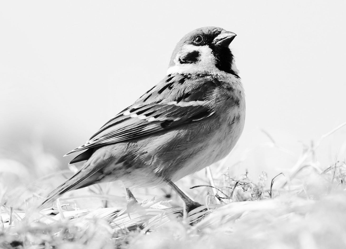A solitary bird perched on a bare branch against a muted background, appearing still and isolated. A solitary bird perched on a bare branch against a muted background, appearing still and isolated.