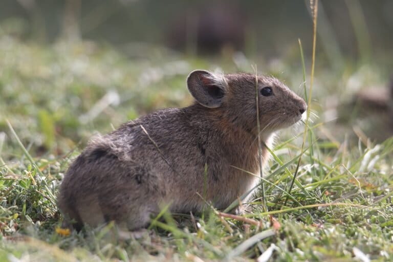 Himalayan pikas wait for weather cues to make winter plans