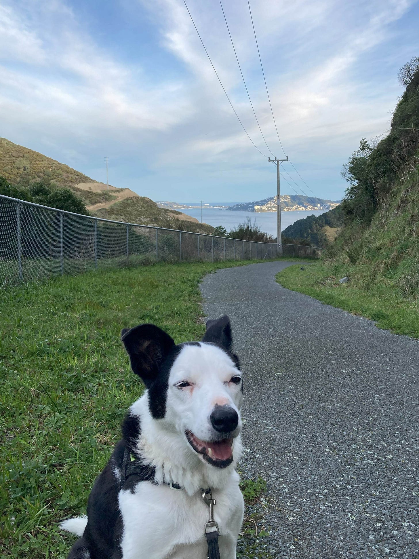 A happy, black and white dog, a concrete path, power lines, ugly vegetaion, a distant harbour and a blue sky with wispy clouds. 