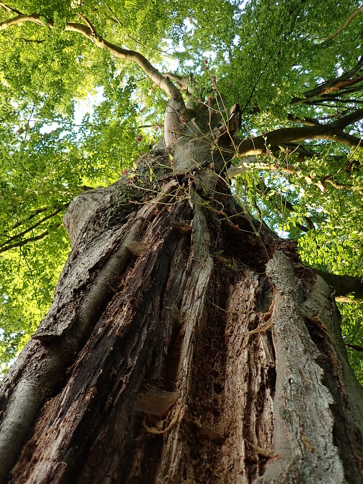 Trees, forest, nature