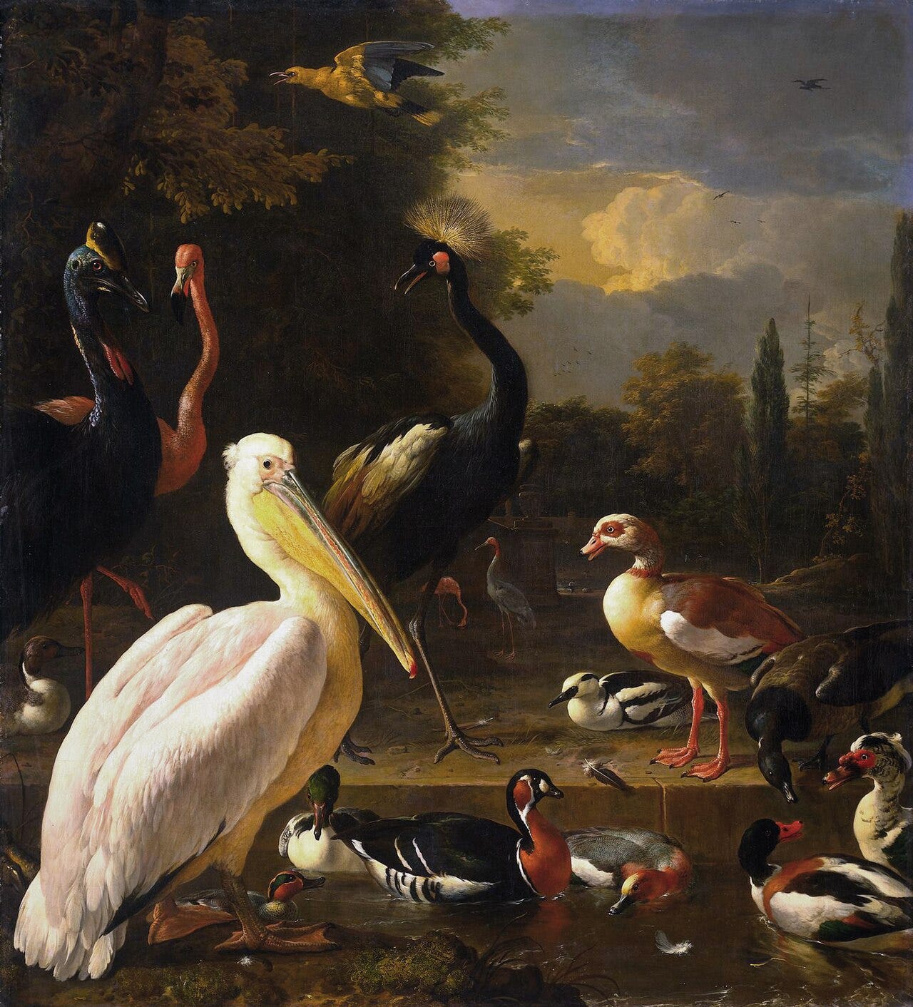 Exotic waterfowl at a pond with a single feather floating Exotic waterfowl at a pond with a single feather floating