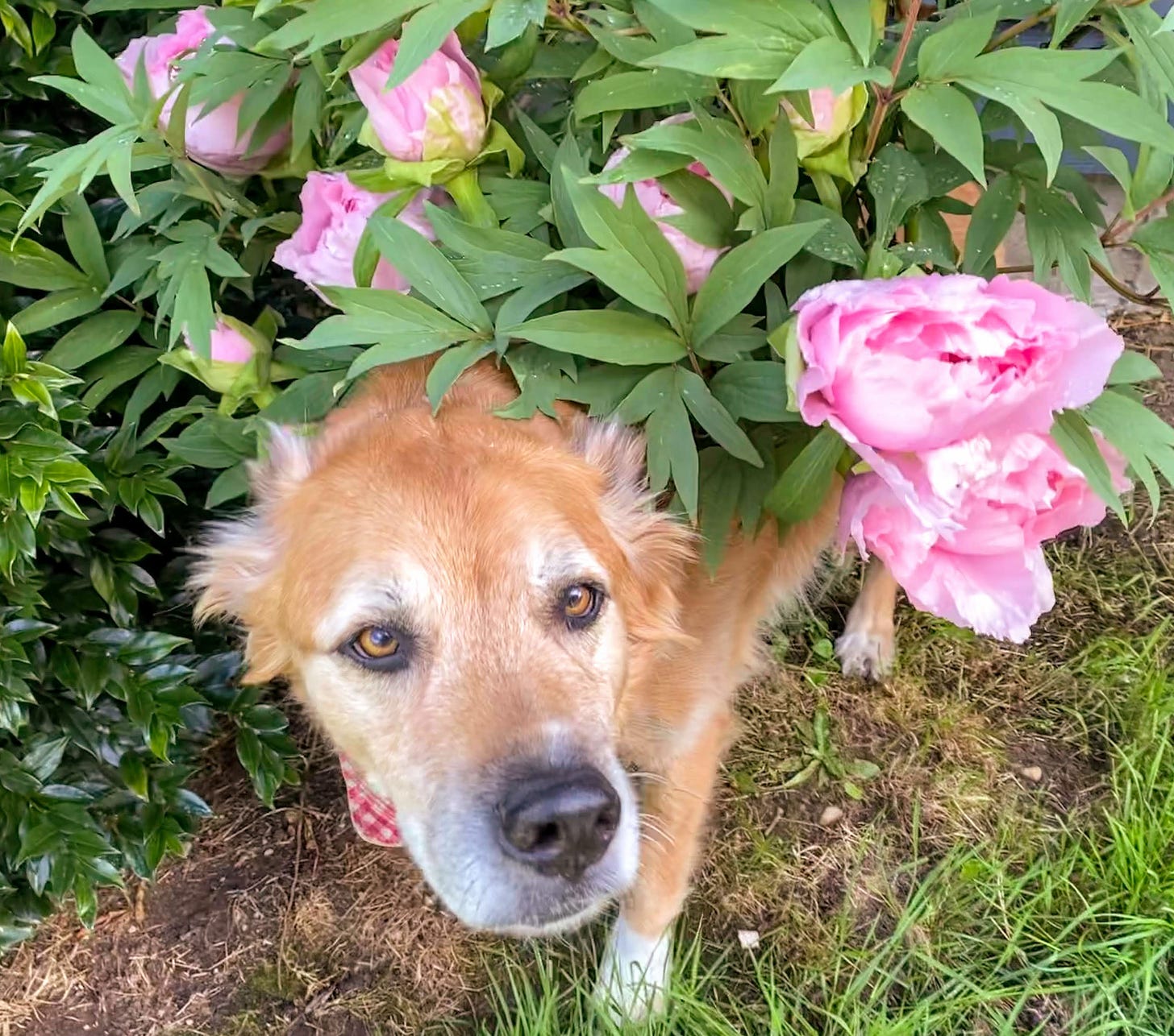 Forest and peonies. (Photo: Jennifer Roberts)