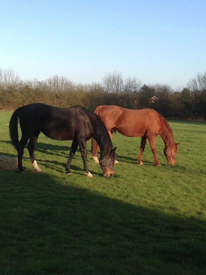 horses grazing in a field