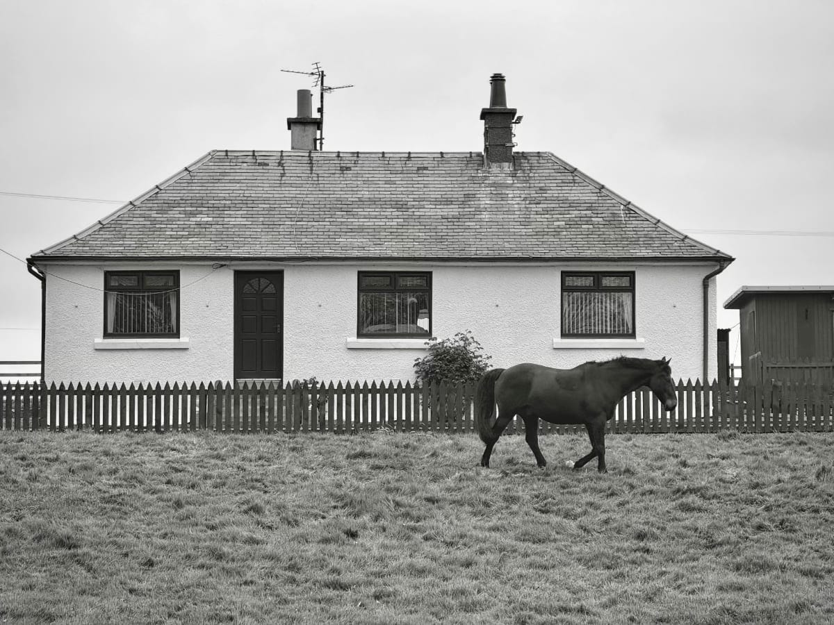 A black horse wonders past a white small house A black horse wonders past a white small house