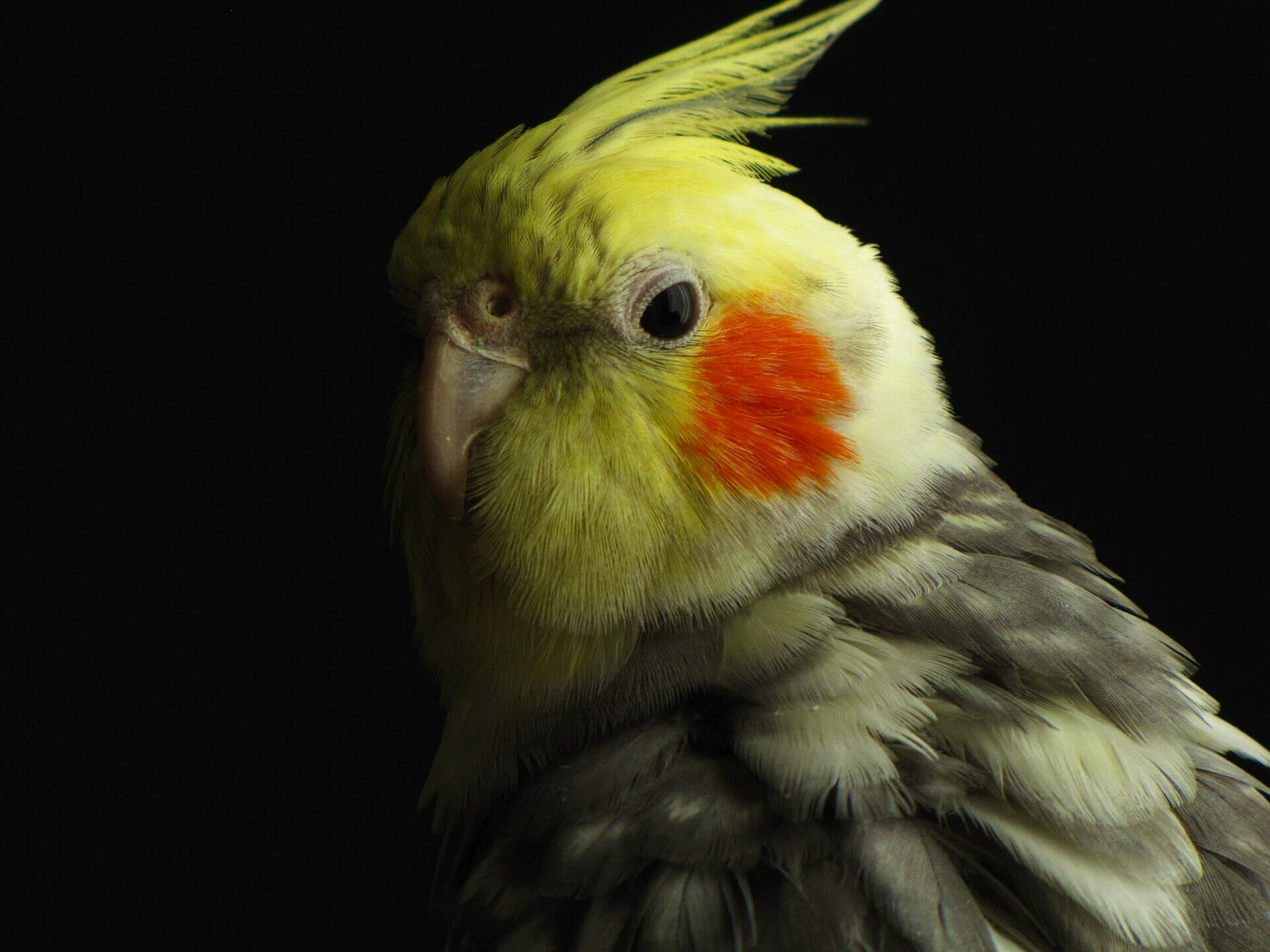 The Broom of the System is like the pendulum of a clock - Hypercritic