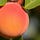 Peachy Keen, Jelly Bean 