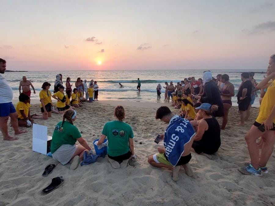 Sea turtle volunteering in Cyprus Sea turtle volunteering in Cyprus