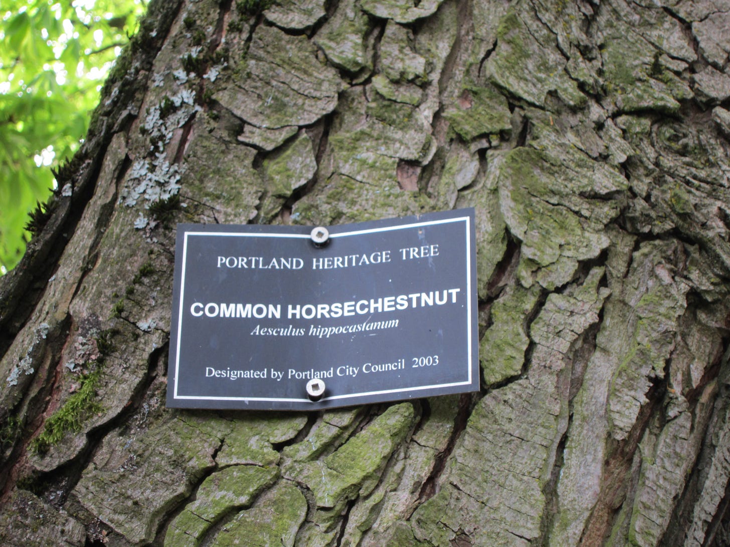 Heritage Trees | Portland Tree Tour