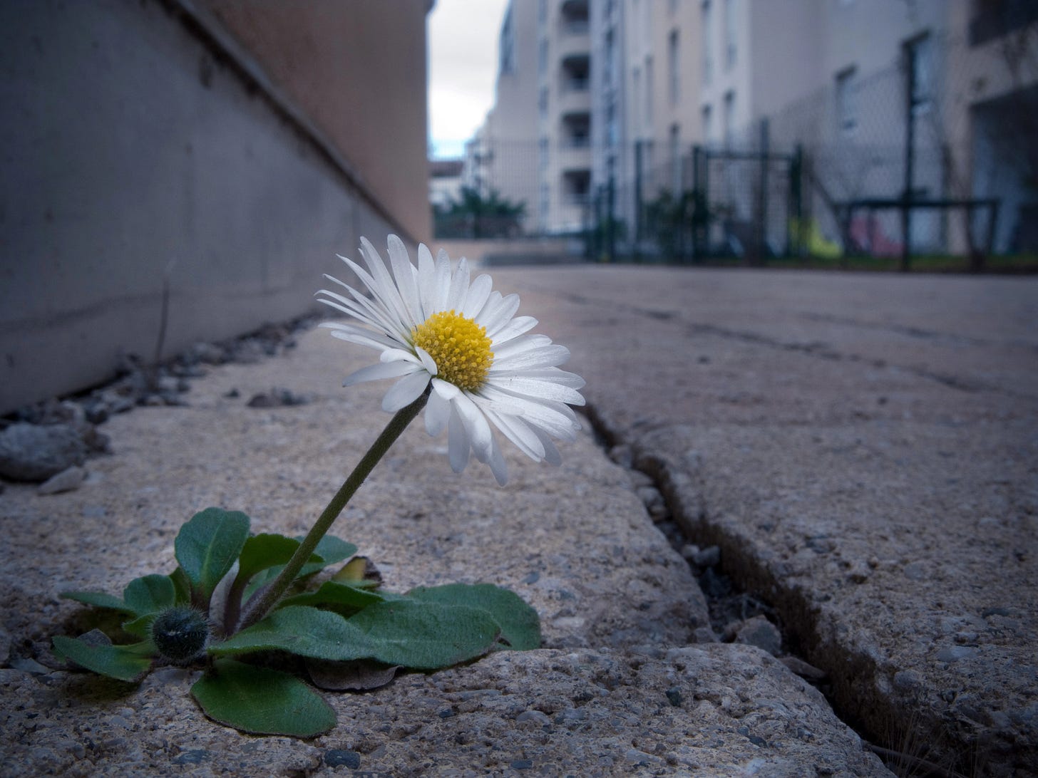 Daisy growing of crack in city street