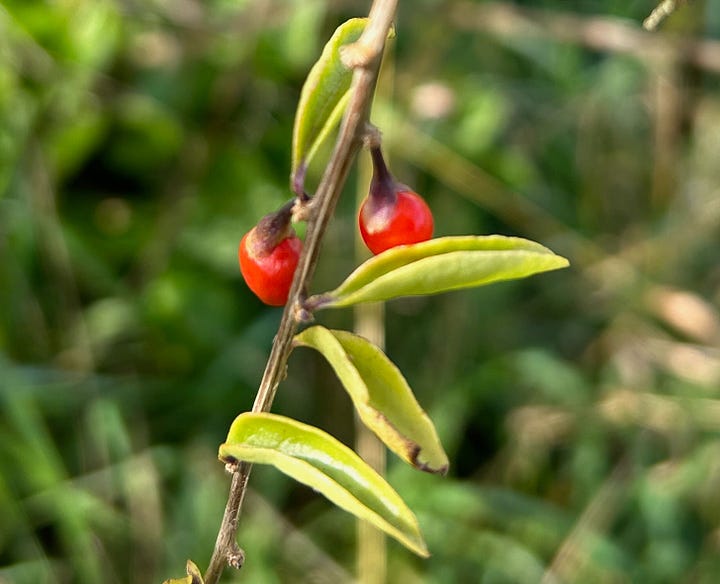 A purplish flowers and red berries