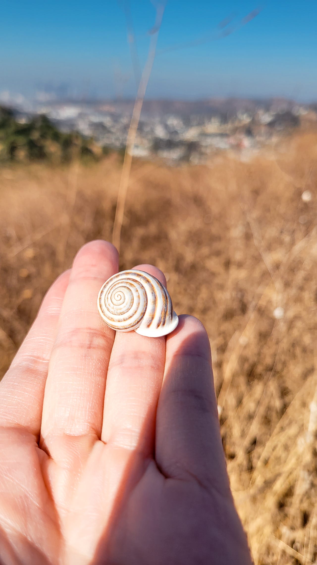 milk snail shell