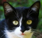 black and white cat ID-10029960 black and white cat ID-10029960