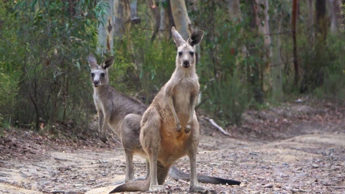 kangaroos at Blue Mountains kangaroo sanctuary
