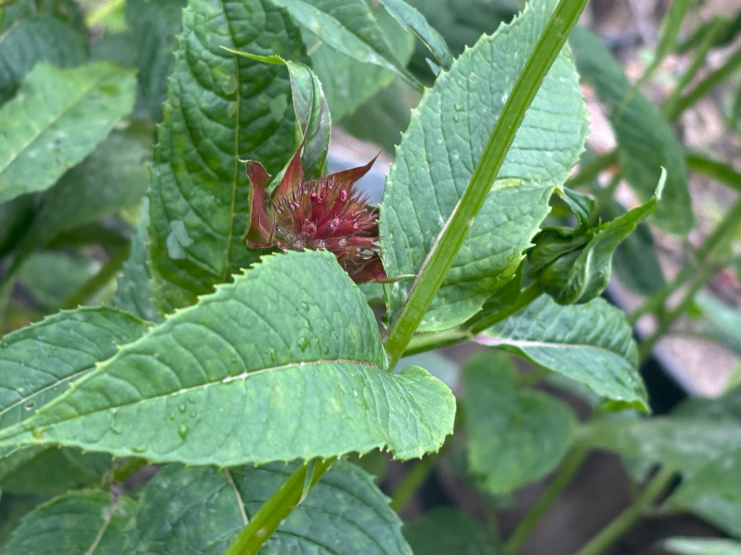 Serrated, slightly mottled green leaves across from one another on a squarish stem. In the background, a scarlet bee balm flower is starting to open.
