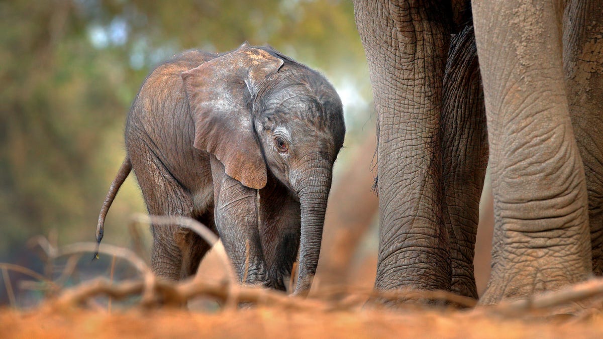 Animals are climate action heroes