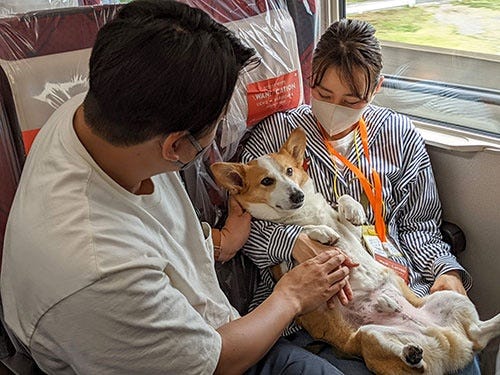 The dogs were relaxed and enjoying the trip.