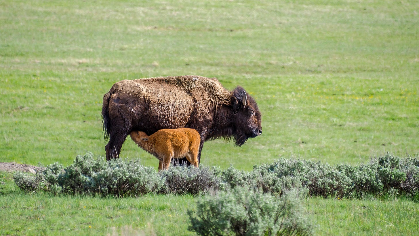A baby bison nursing with its mother in a valley. A baby bison nursing with its mother in a valley.