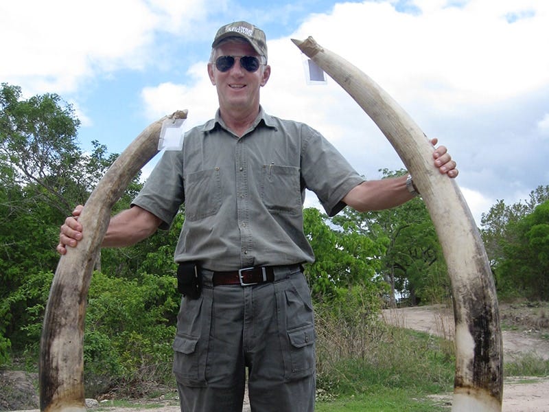 It is the ivory tusks that are the trophy; these weigh 40 and 46 pounds.