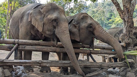 montage of elephants