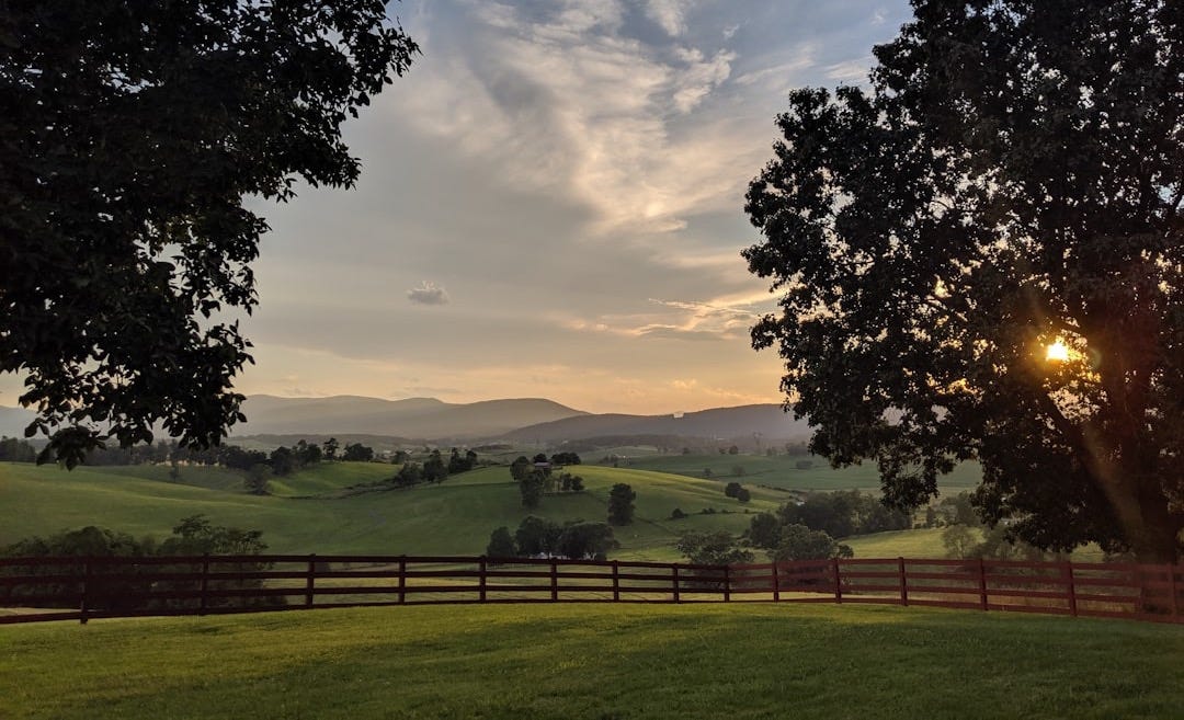 green grass field