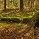 A Tree Falls in the Forest