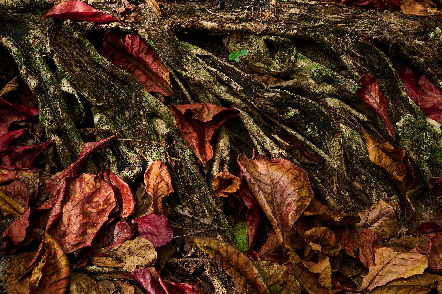 autumn themed photo autumn themed photo