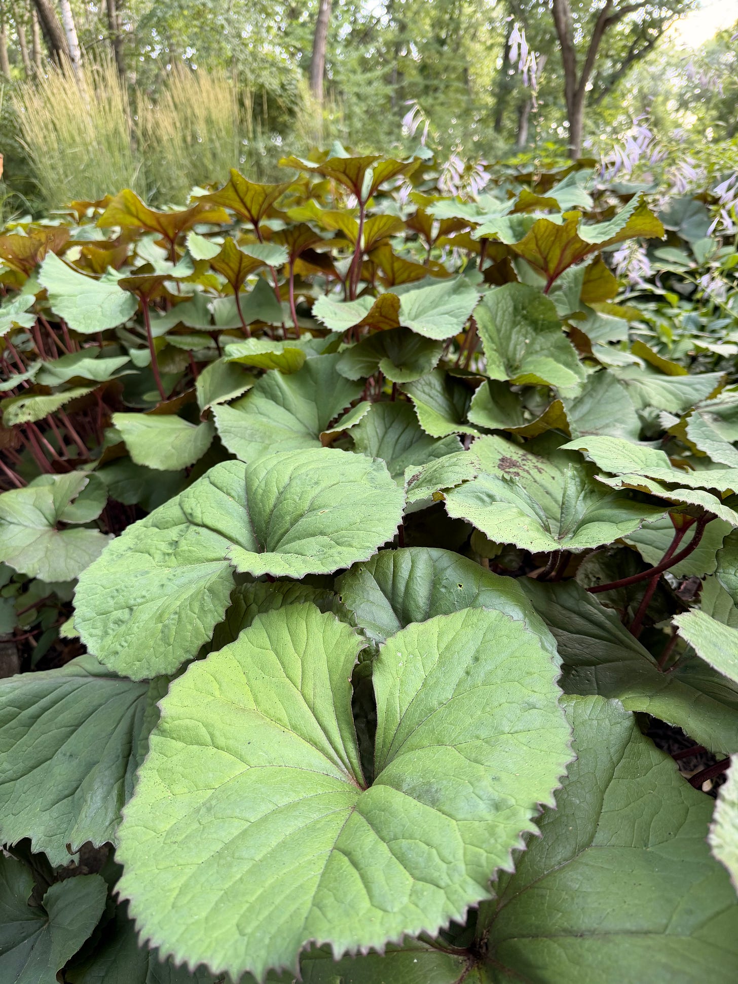 green leafy plant ligularia