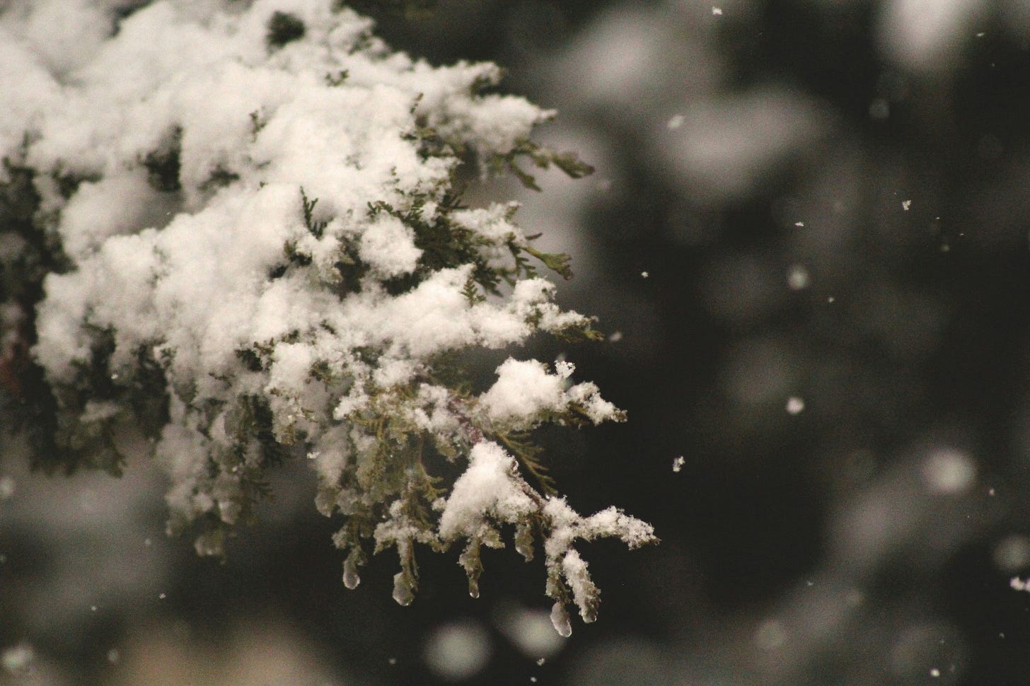 Evergreen branch covered in snow