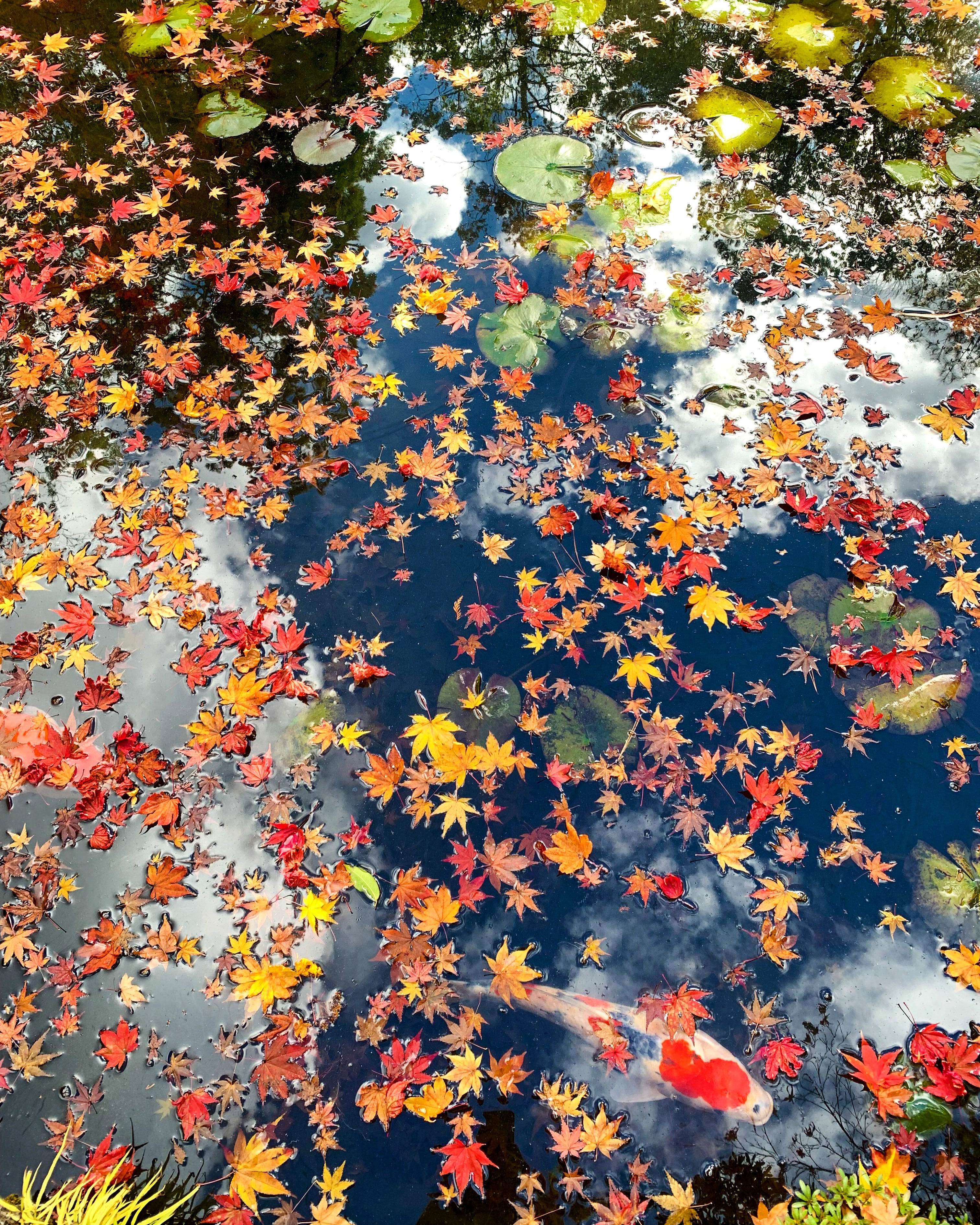 The Mighty Autumn Colors - by Burcu Basar