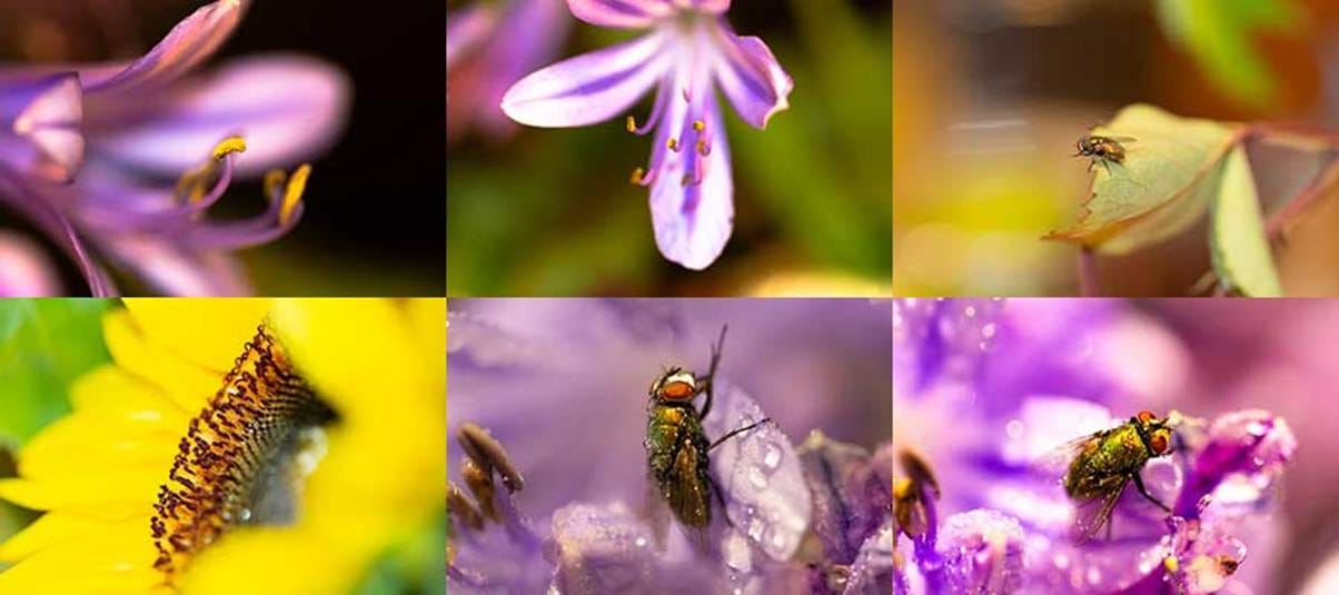 A close up of a fly

AI-generated content may be incorrect.