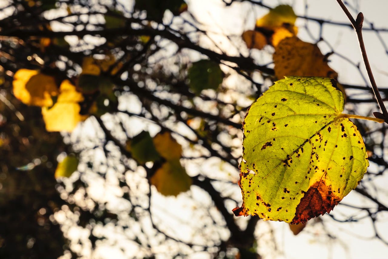 a few yellow leaves on a tree's branches in the winter