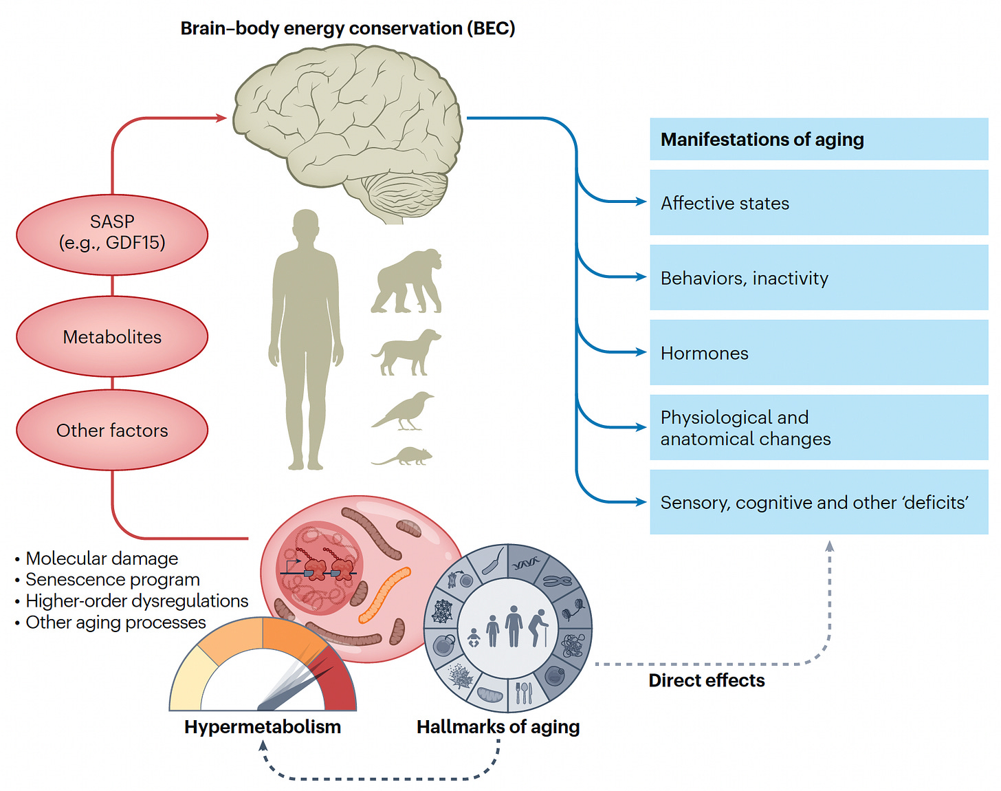 A figure summarizing the Brain-Body Energy Conservation (BEC) Model. A figure summarizing the Brain-Body Energy Conservation (BEC) Model.