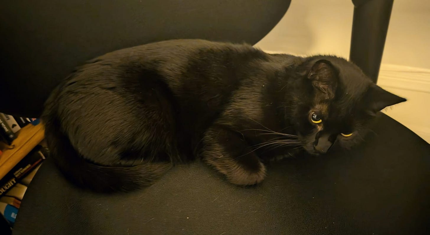 Black cat curled up on black desk chair looking adorable