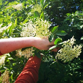 Celebrate with Elderflower