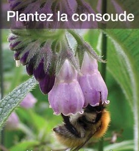 La fleur de consoude