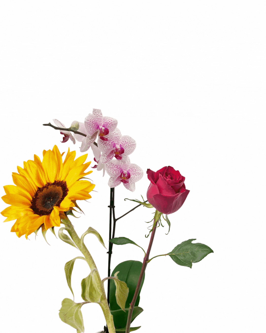 A sunflower, orchid, and a rose with confetti falling around them.