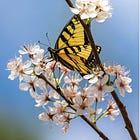 Garden of eatin' with native fruit trees