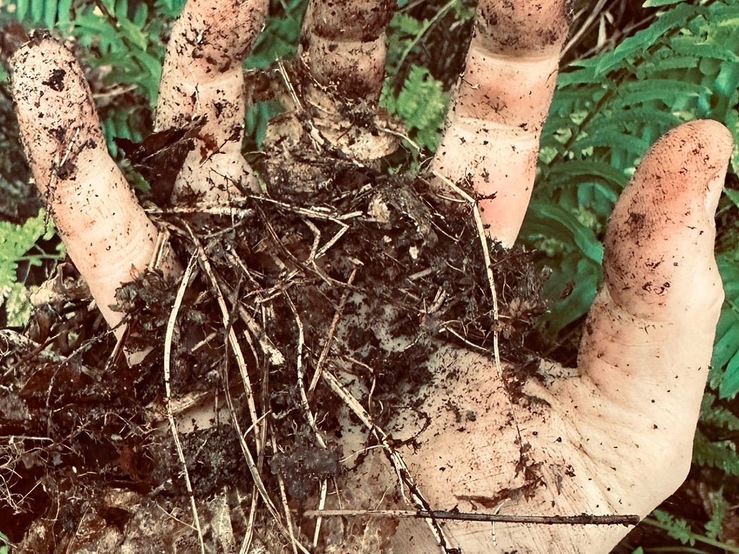 Callused, cut hands with dirt and dew, Green Mountains foothills, 6:30 a.m., late August.